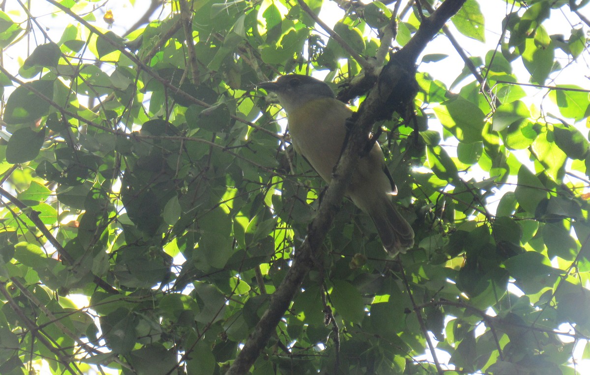 Green-backed Becard - ML641611799