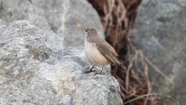 Rock Wren - ML641611840