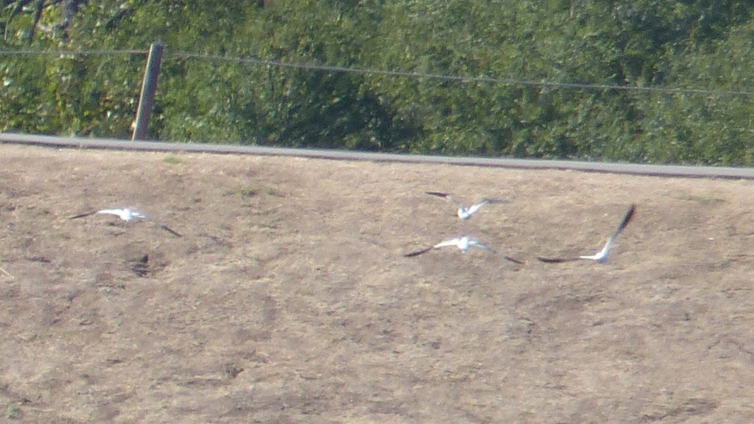 Avocette d'Amérique - ML641611855