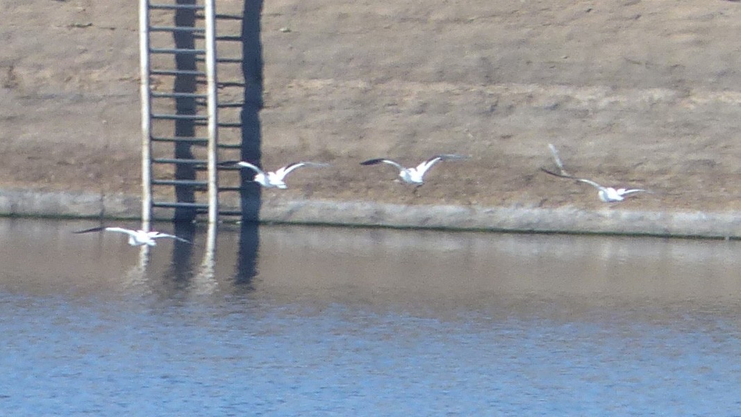 Avocette d'Amérique - ML641611857