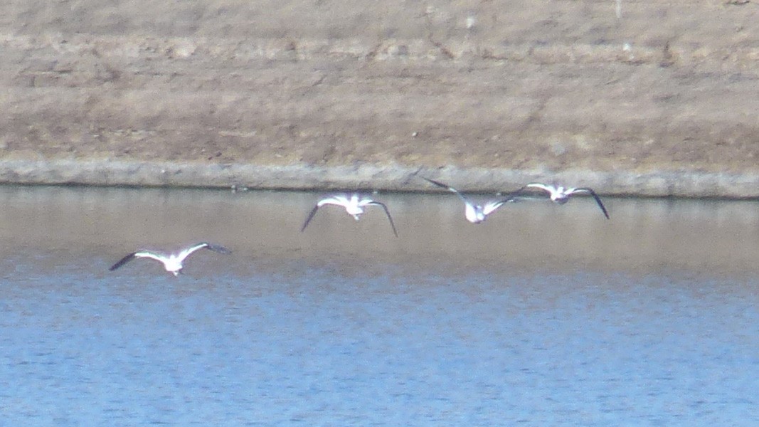 Avocette d'Amérique - ML641611858