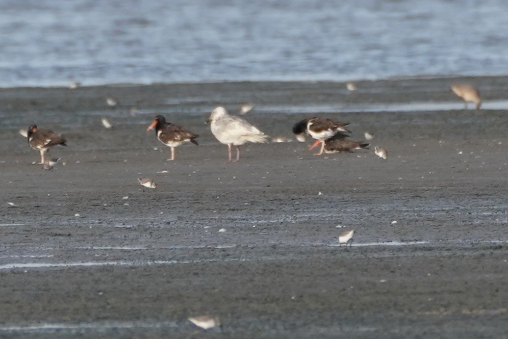 American Oystercatcher - ML641611874