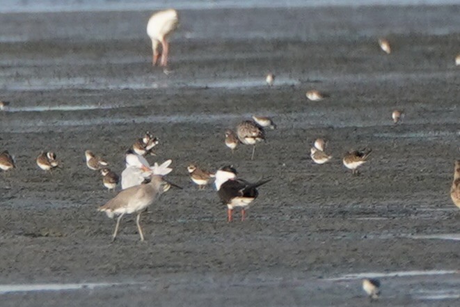 Black Skimmer - ML641611890