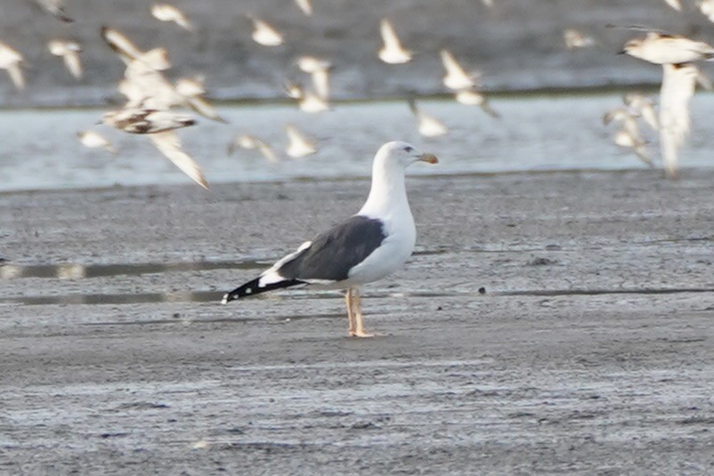 Yellow-footed Gull - ML641611917
