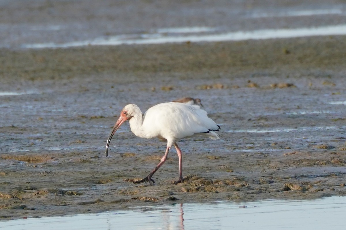White Ibis - ML641611952