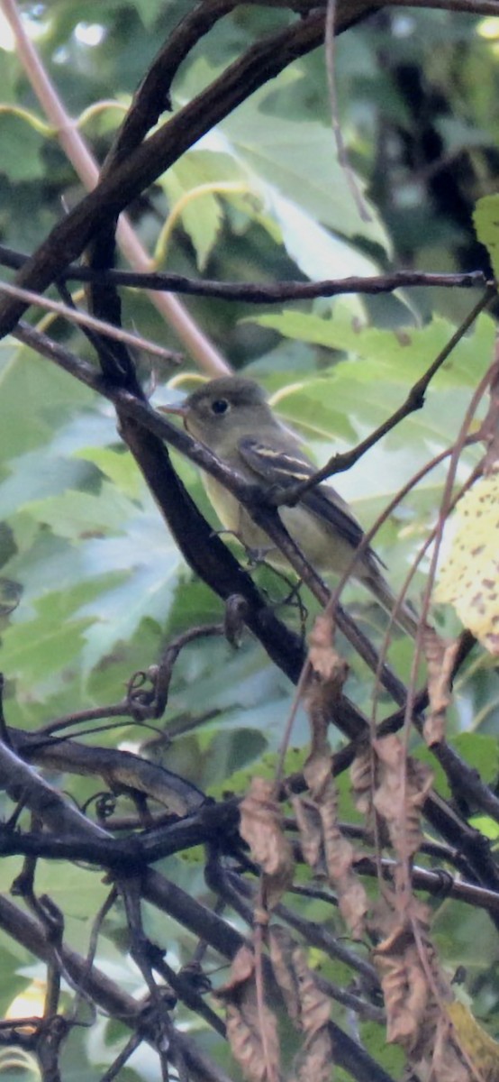 Yellow-bellied Flycatcher - ML641611965