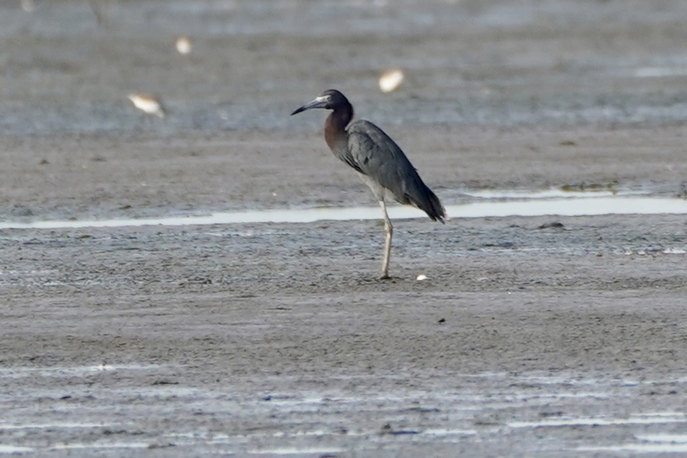 Little Blue Heron - ML641611970