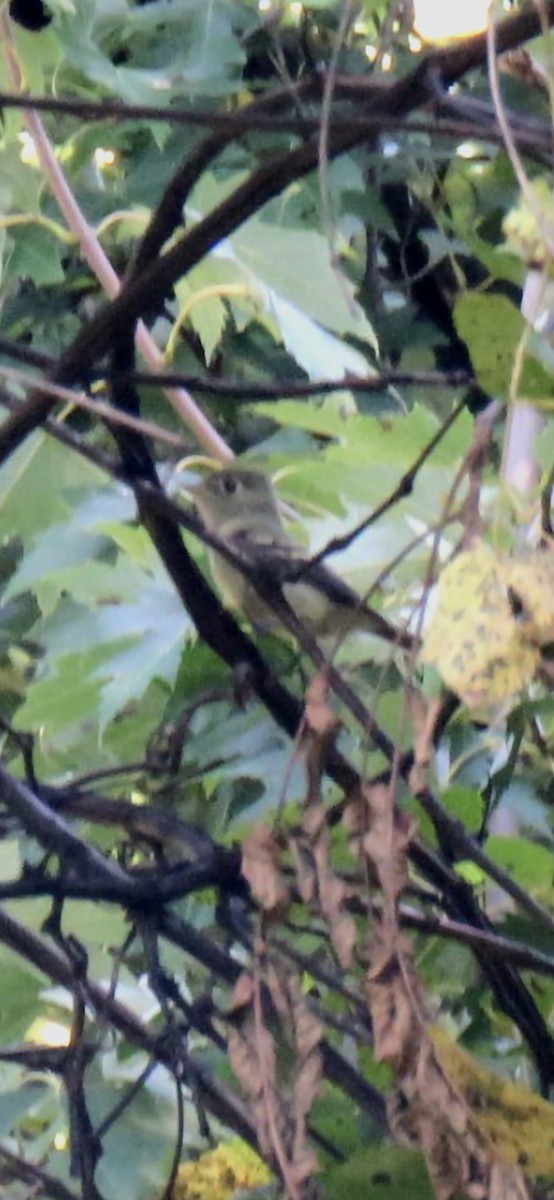 Yellow-bellied Flycatcher - ML641611973