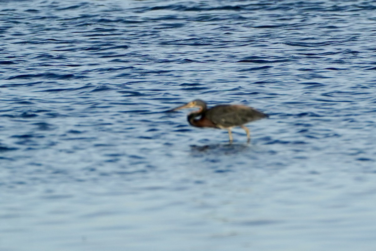 Tricolored Heron - ML641611987
