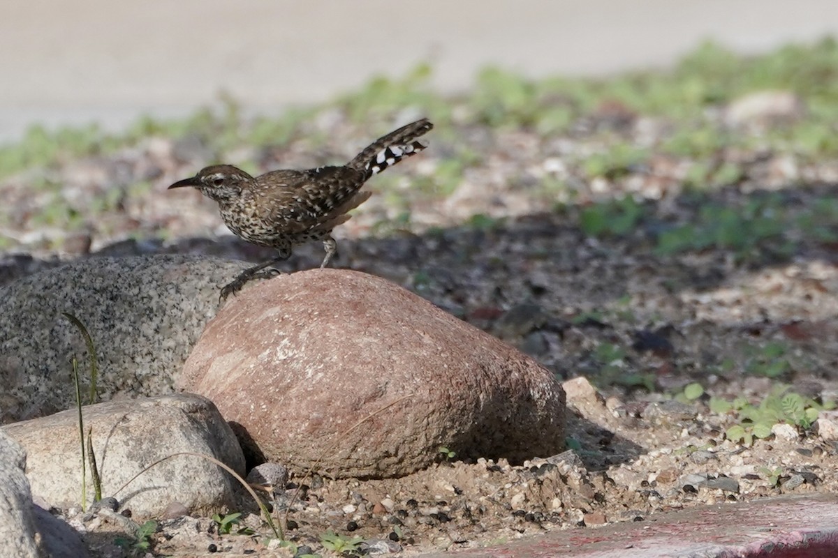 Cactus Wren - ML641612000