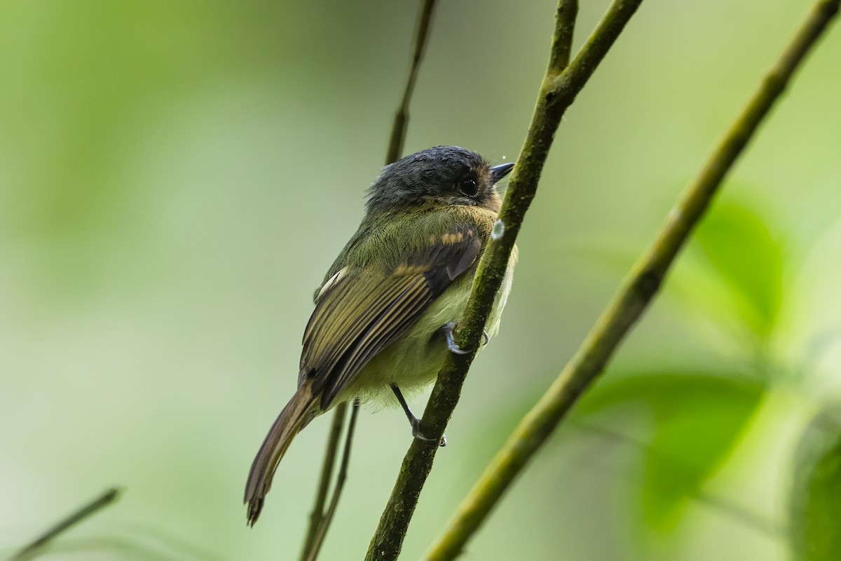 Rufous-breasted Flycatcher - ML641612018