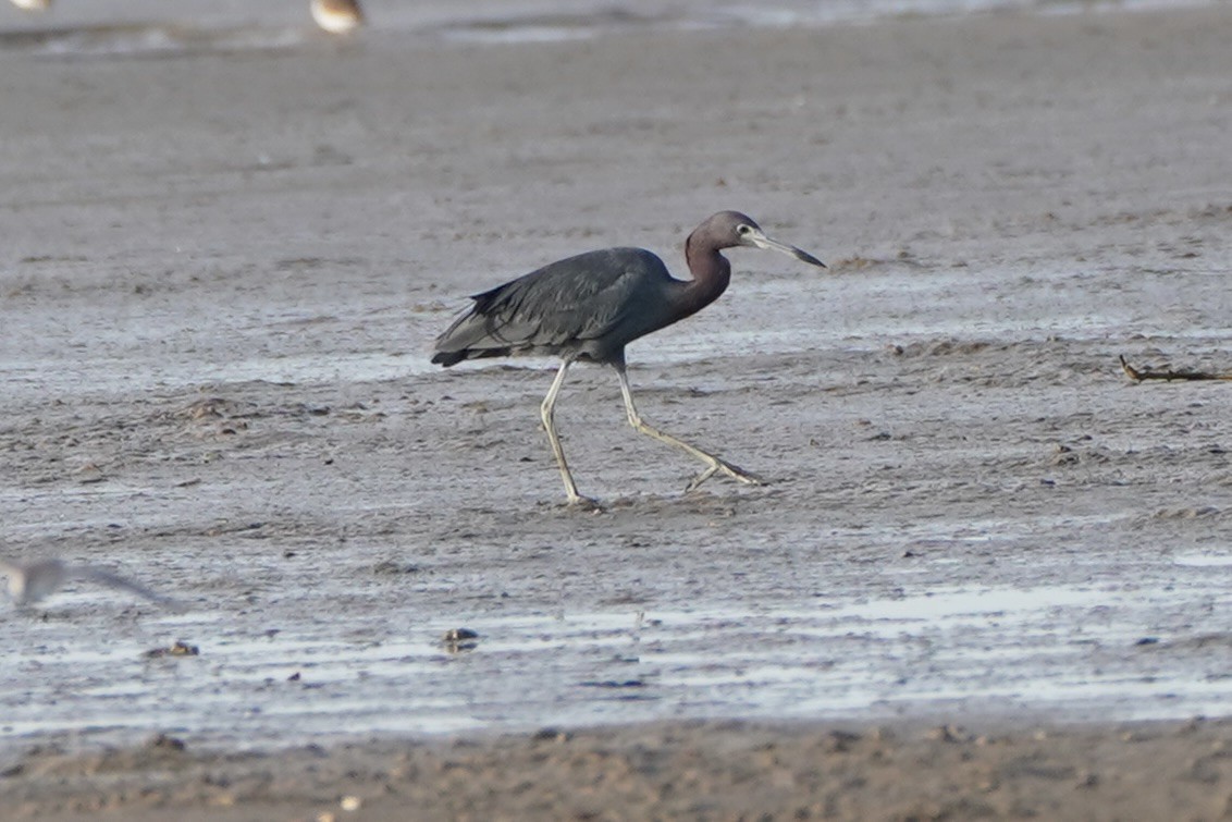 Little Blue Heron - ML641612029