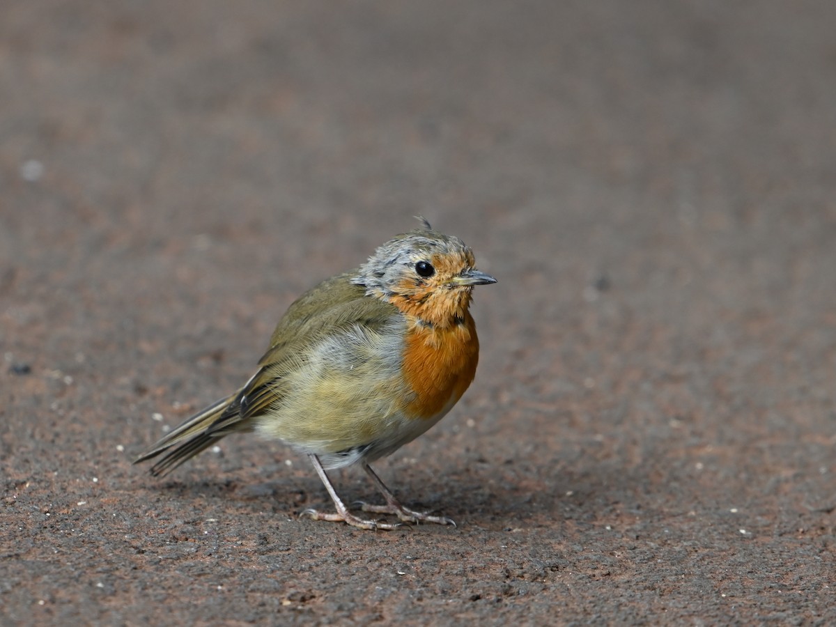 European Robin - ML641612041