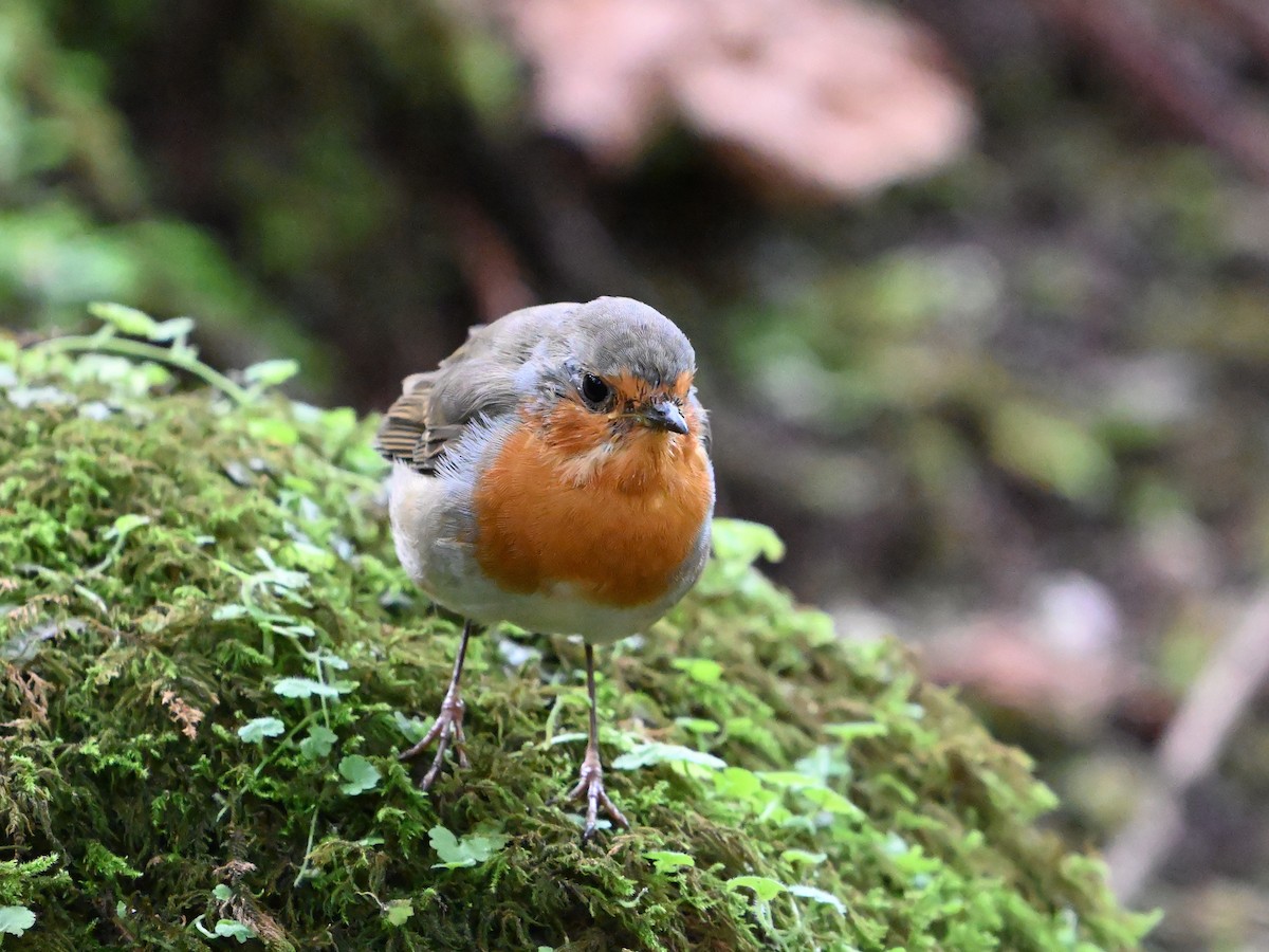 European Robin - ML641612048