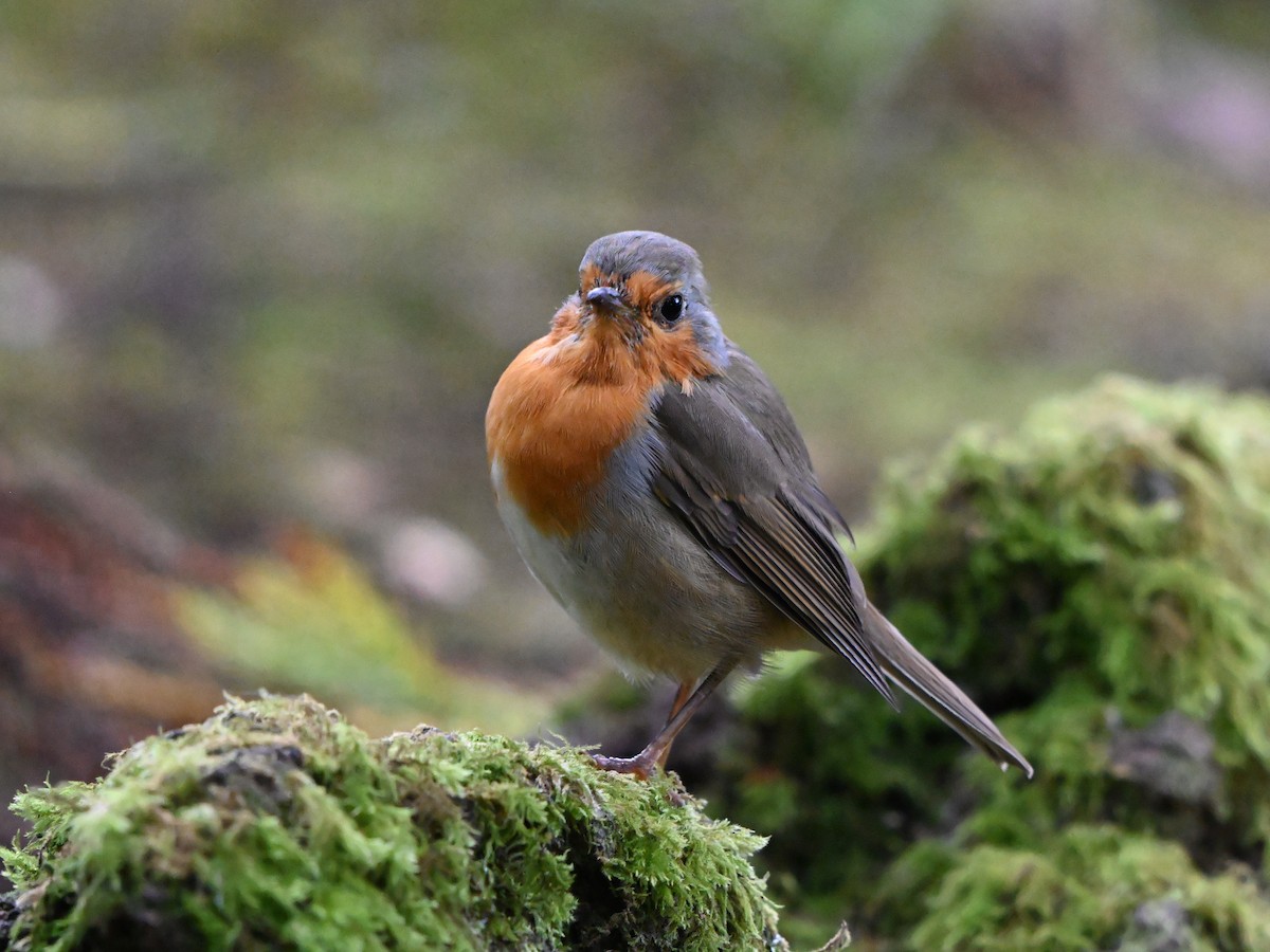 European Robin - ML641612051
