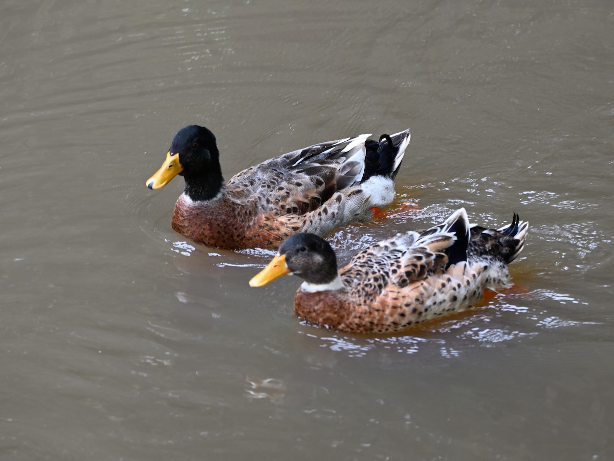 Mallard (Domestic type) - ML641612067
