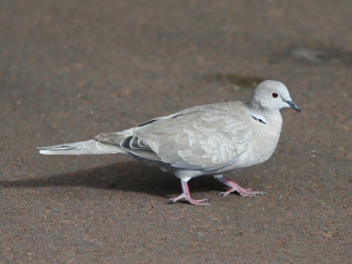 Eurasian Collared-Dove - ML641612073