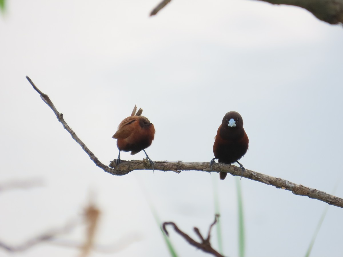 Chestnut Munia - ML641612075