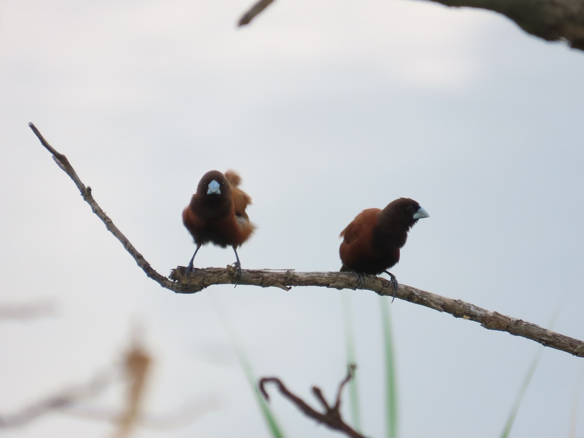Chestnut Munia - ML641612076