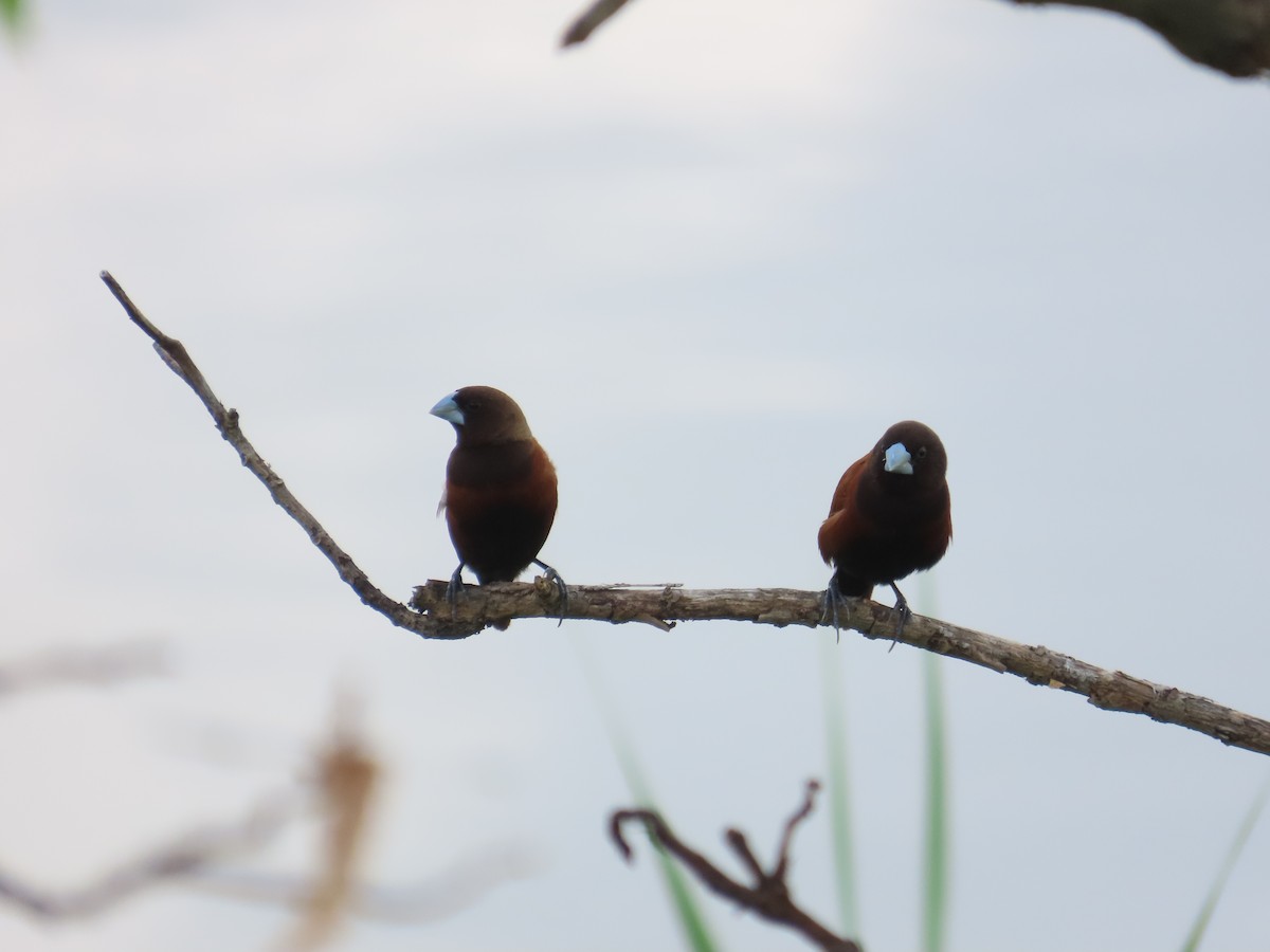 Chestnut Munia - ML641612079