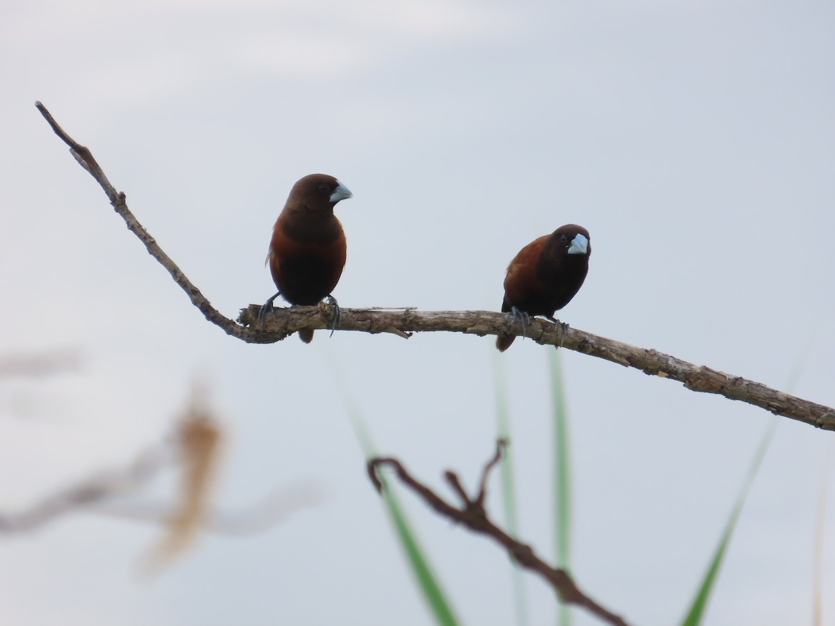 Chestnut Munia - ML641612080