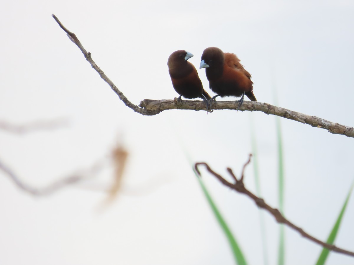 Chestnut Munia - ML641612082