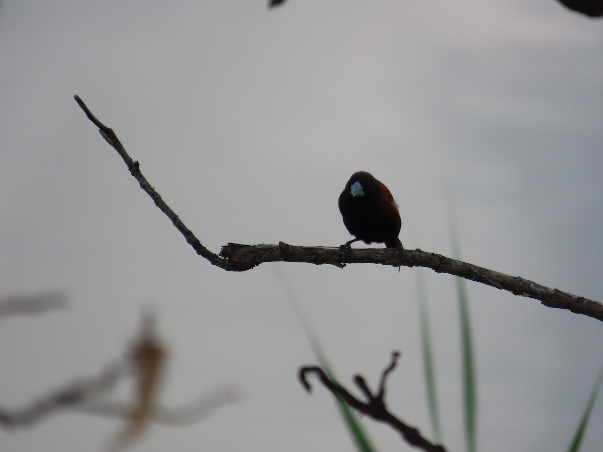 Chestnut Munia - ML641612084
