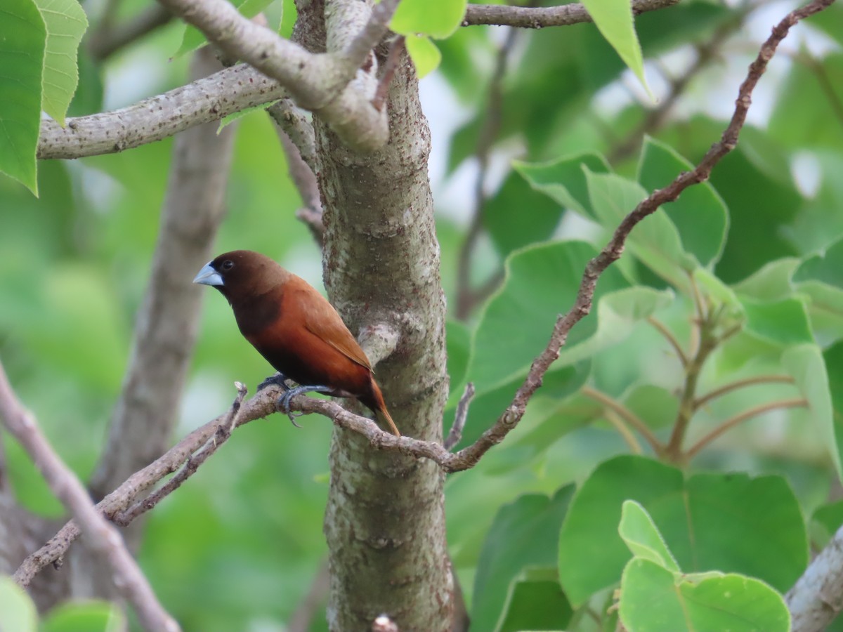Chestnut Munia - ML641612085
