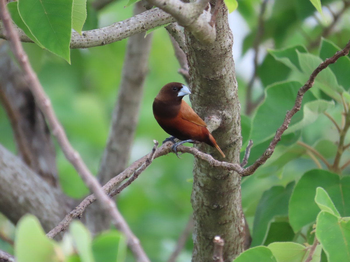Chestnut Munia - ML641612086