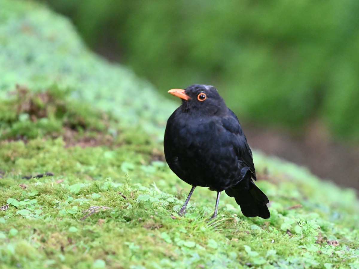 Eurasian Blackbird - ML641612090