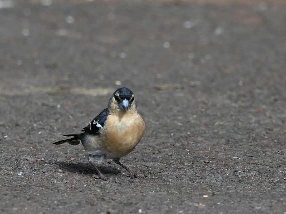 Azores Chaffinch - ML641612107