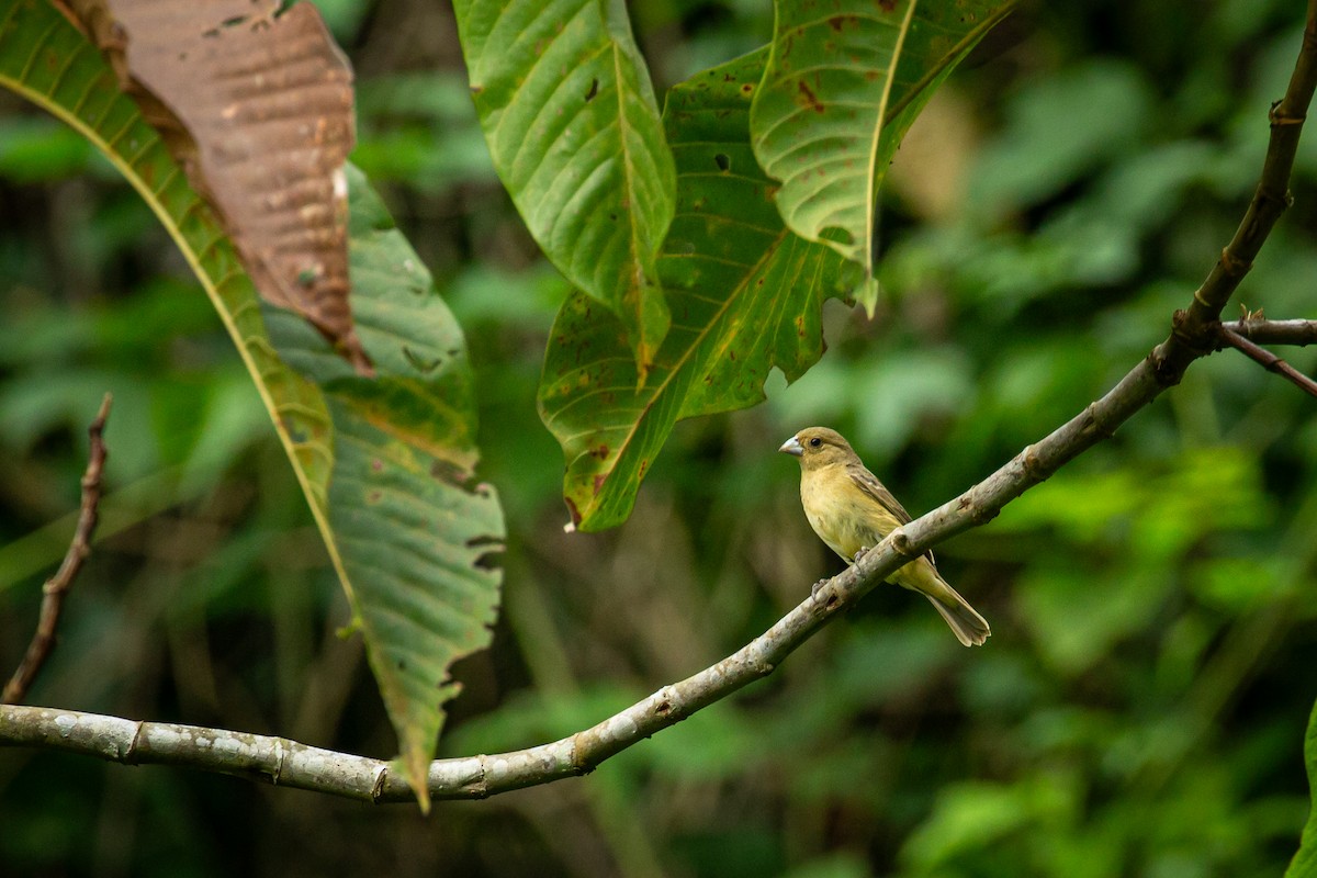 Lesson's Seedeater - ML641612207