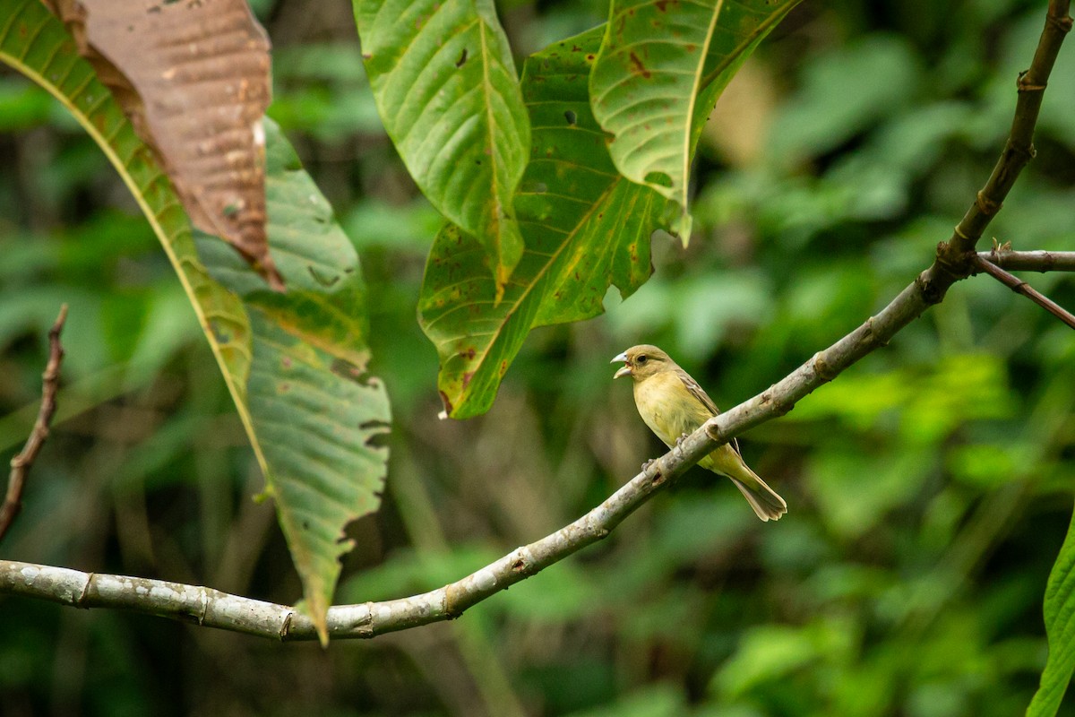Lesson's Seedeater - ML641612208