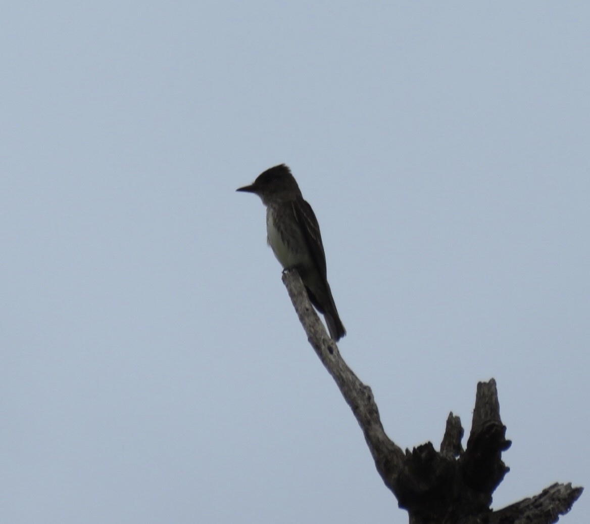 Olive-sided Flycatcher - ML641612217