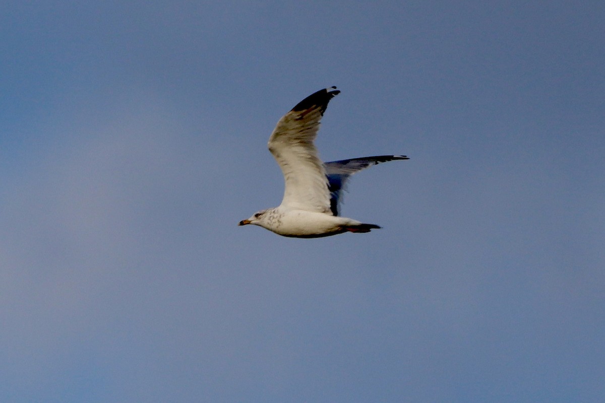 Ring-billed Gull - ML641612229