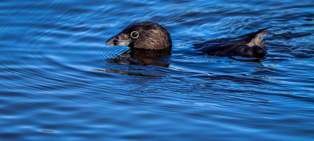 Pied-billed Grebe - ML641612239