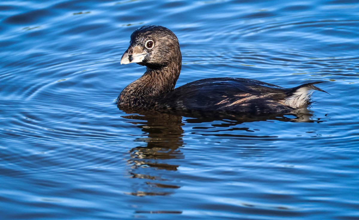 Pied-billed Grebe - ML641612247
