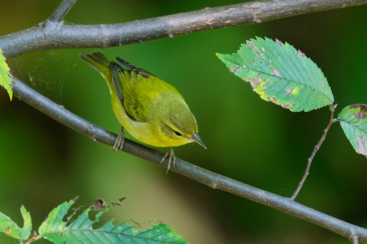 Tennessee Warbler - ML641612255