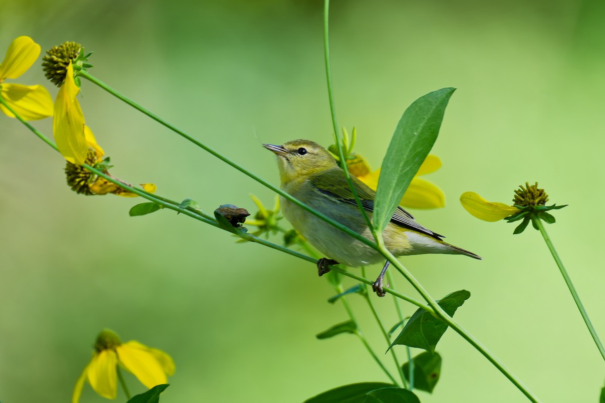 Tennessee Warbler - ML641612256