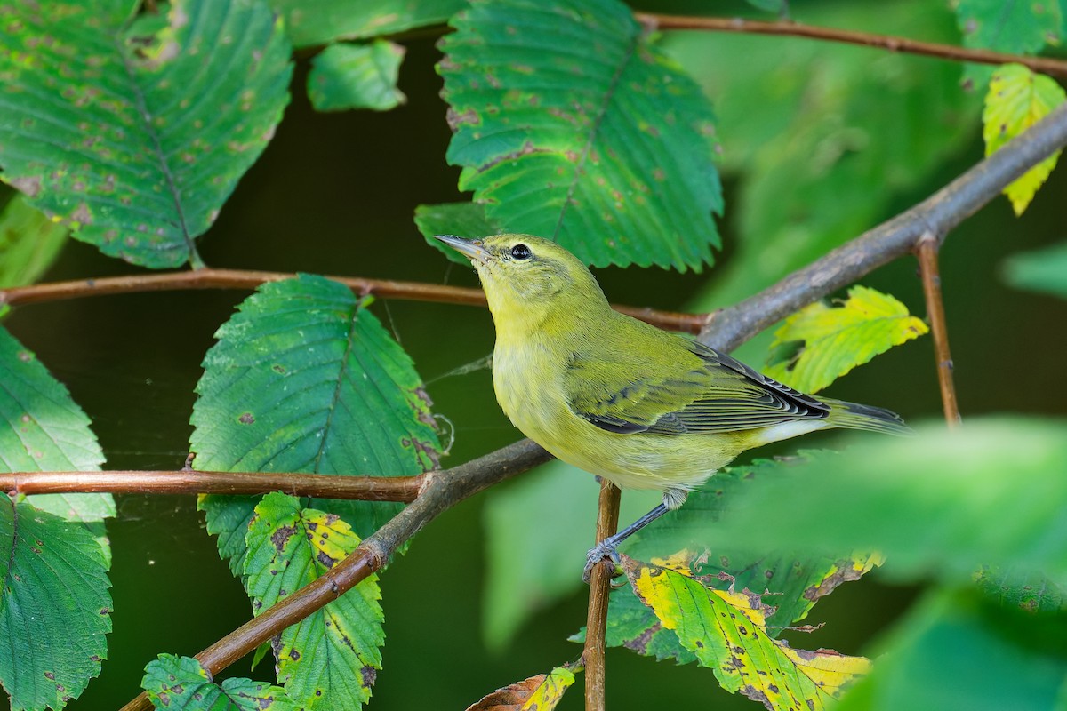 Tennessee Warbler - ML641612257