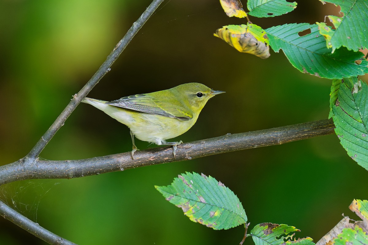 Tennessee Warbler - ML641612258