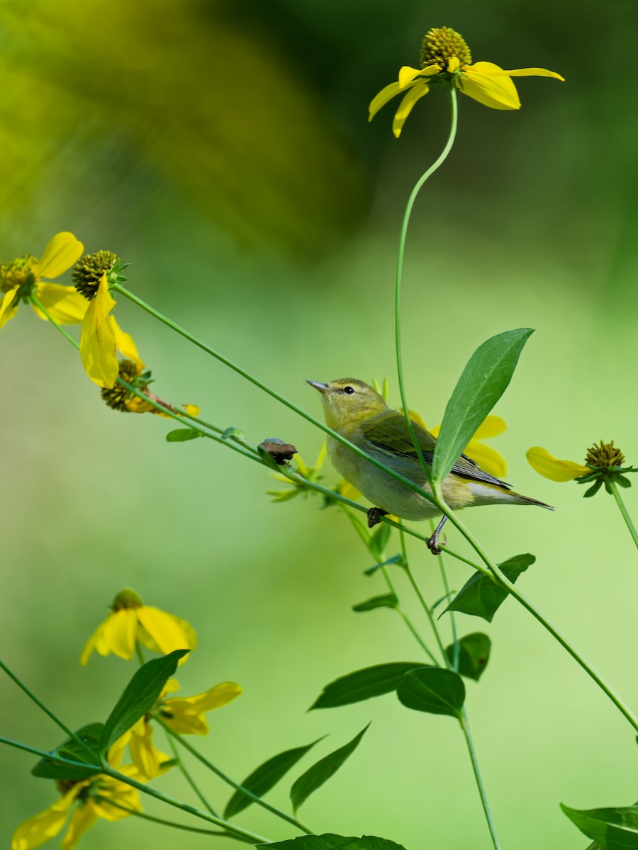 Tennessee Warbler - ML641612259