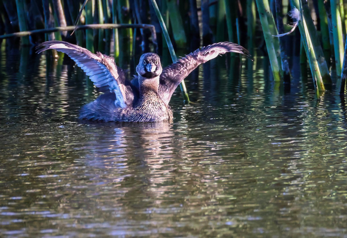 Pied-billed Grebe - ML641612260