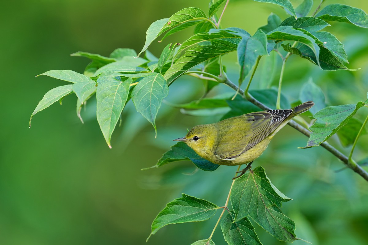 Tennessee Warbler - ML641612265