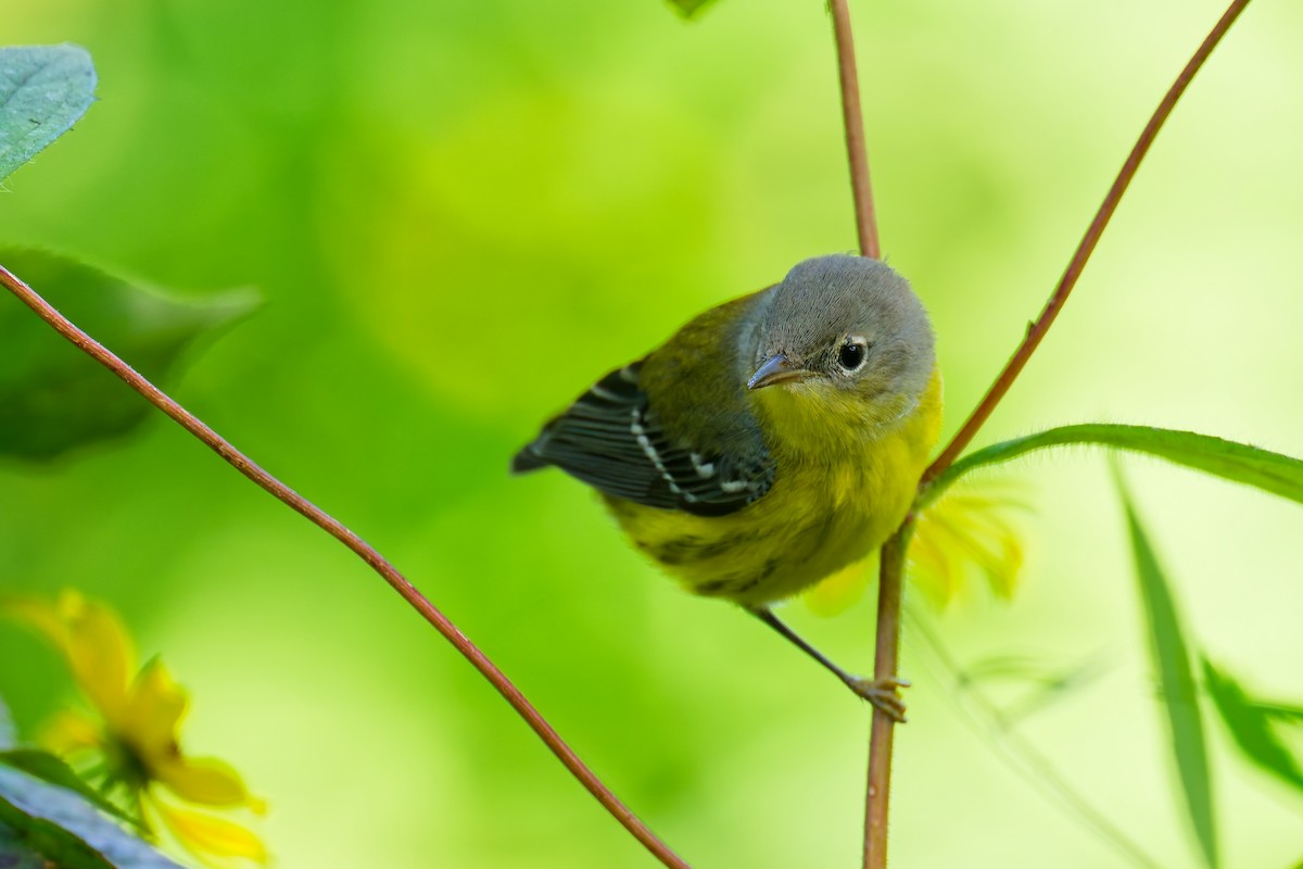Magnolia Warbler - ML641612271