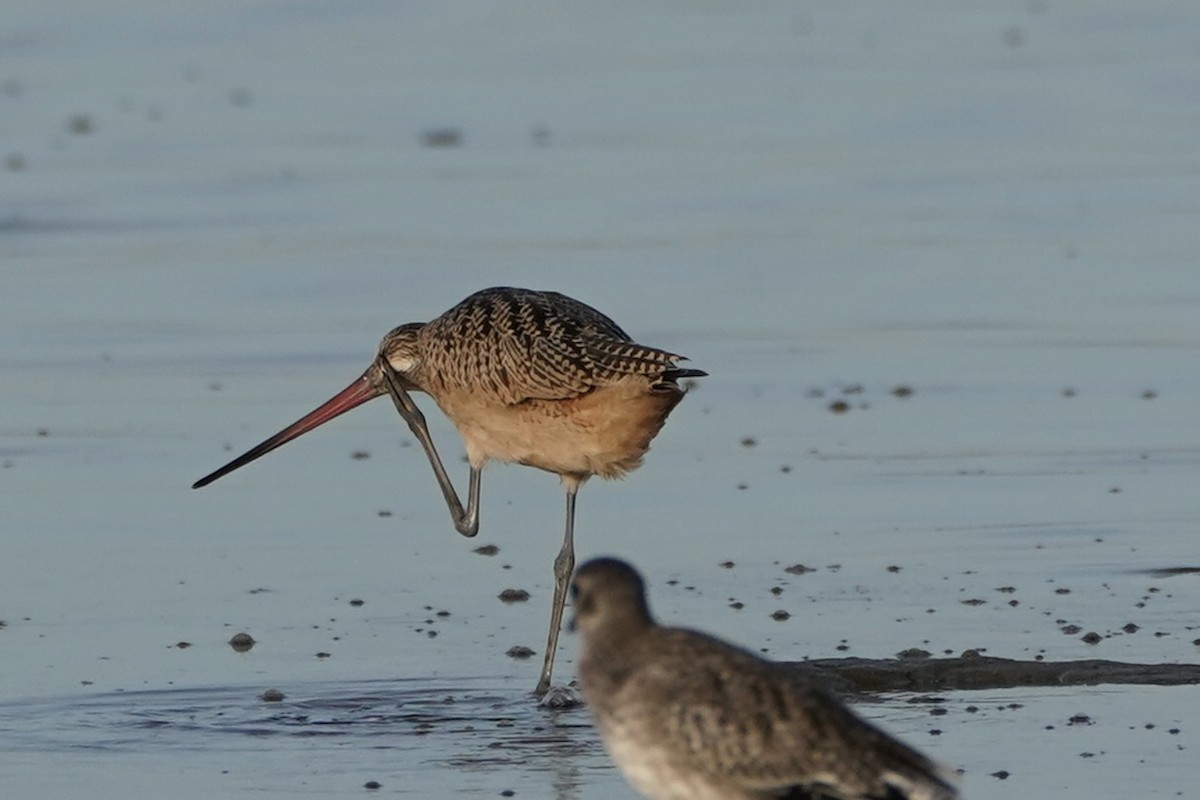 Marbled Godwit - ML641612283