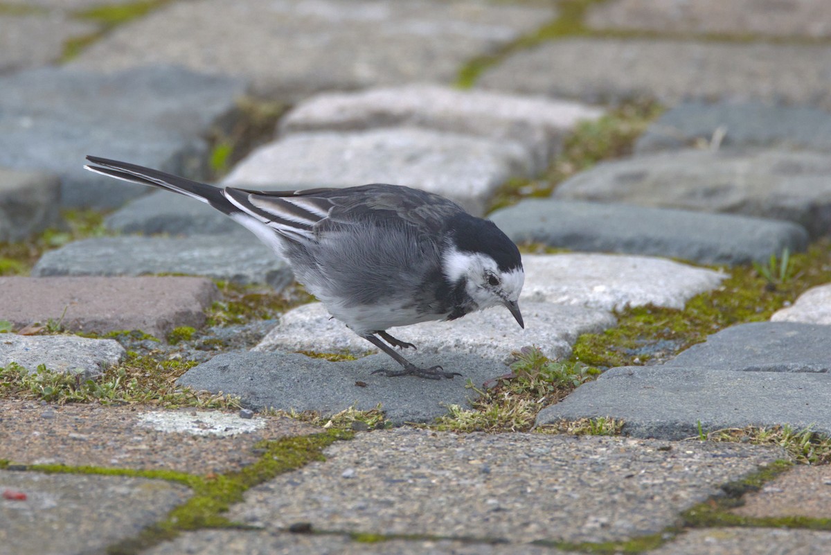 White Wagtail (British) - ML641612287