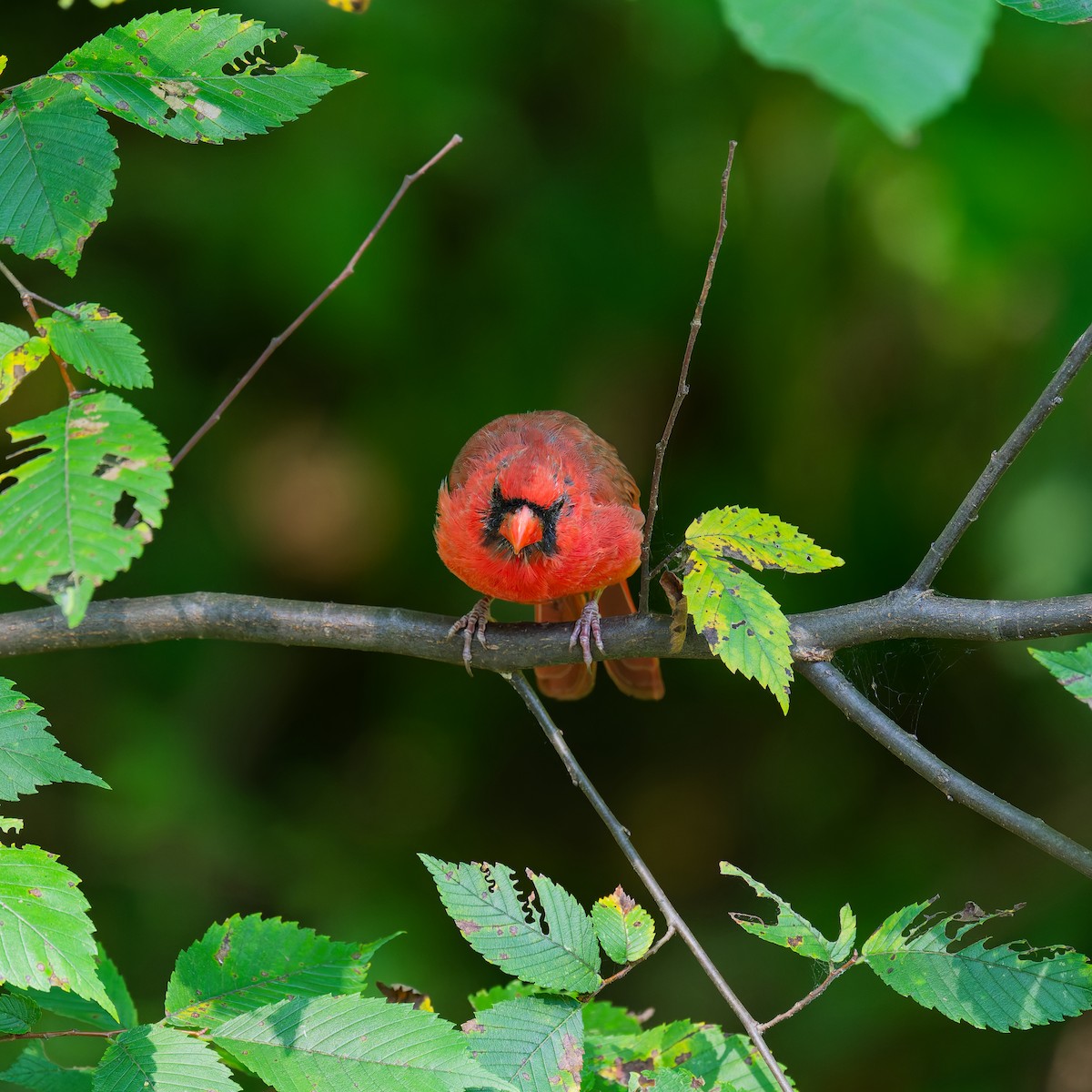 Northern Cardinal - ML641612291