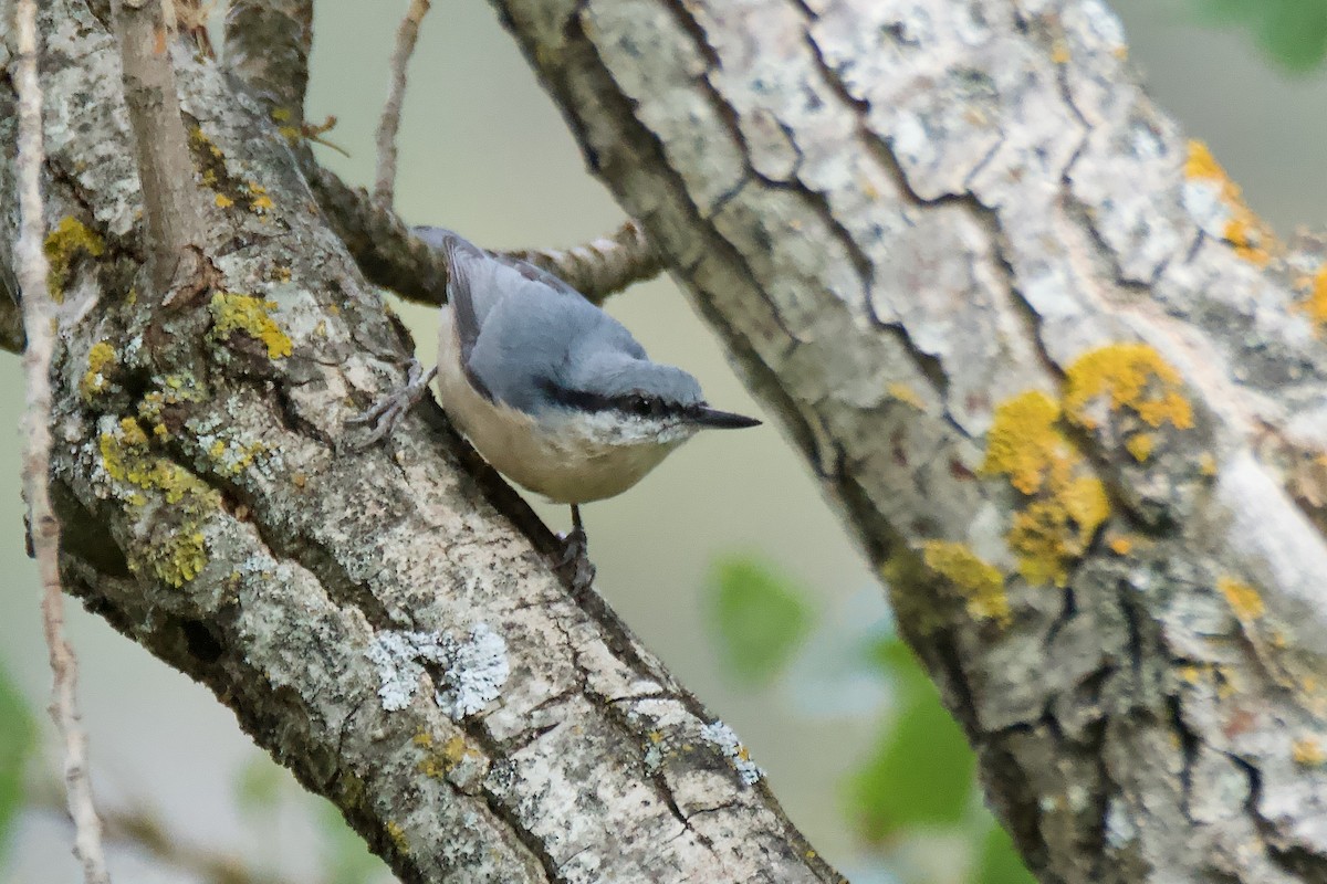 סיטה אירופית - ML641612301