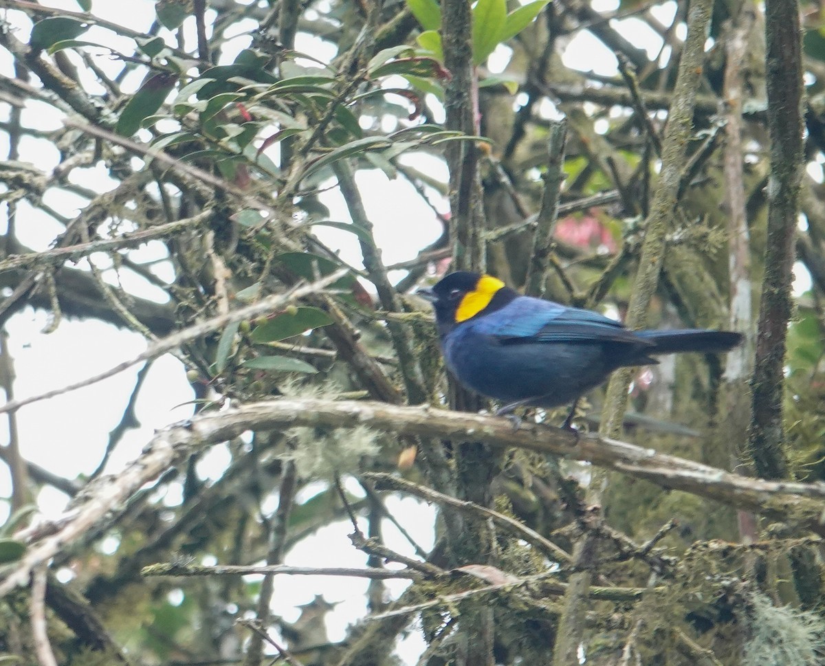 Yellow-scarfed Tanager - ML641612332